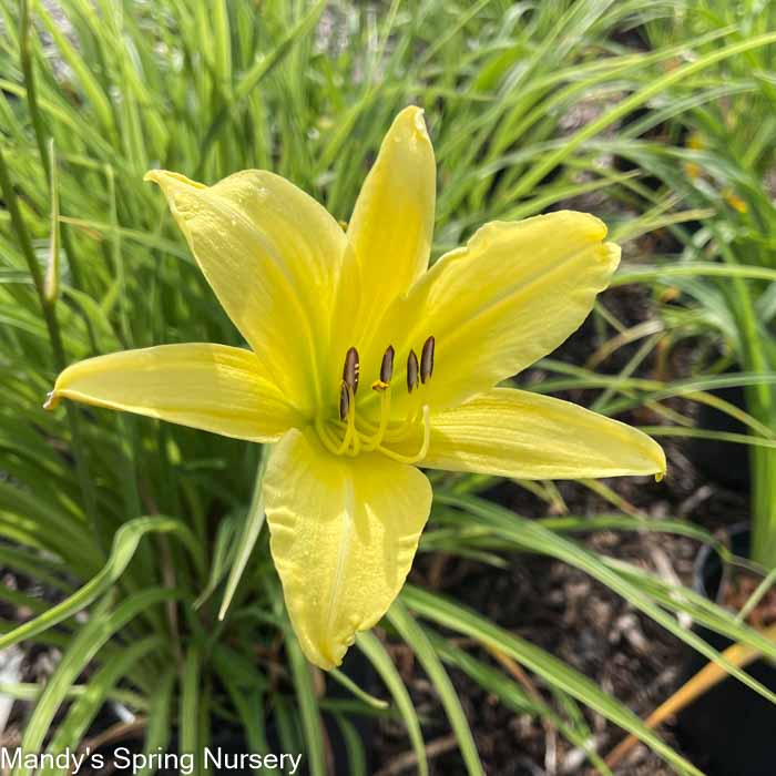 Hyperion Daylily | Hemerocallis