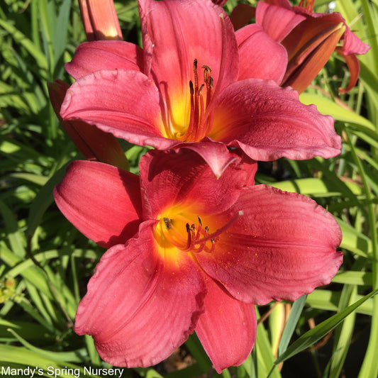 Ruby Stella Daylily | Hemerocallis 'Ruby Stella'