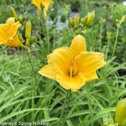 Stella de Oro Daylily | Hemerocallis 'Stella de Oro'
