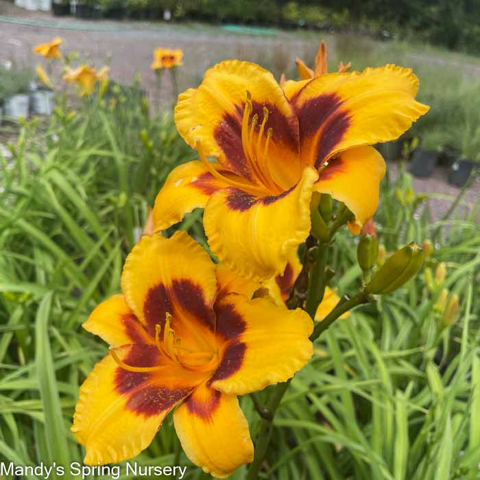 Tiger Swirl Daylily | Hemerocallis 'Tiger Swirl'