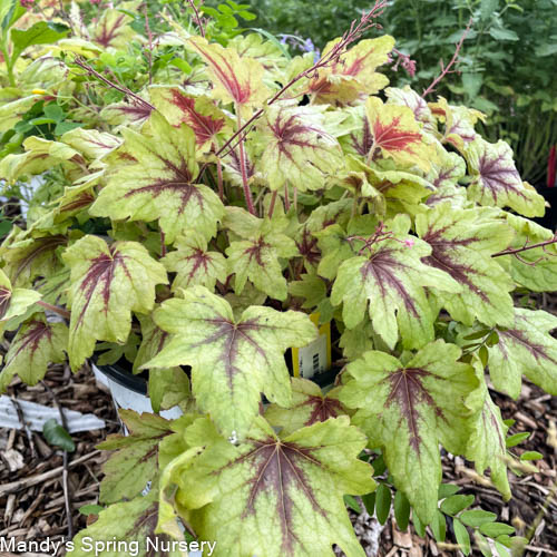 'Eye Spy' Foamy Bells | Heucherella