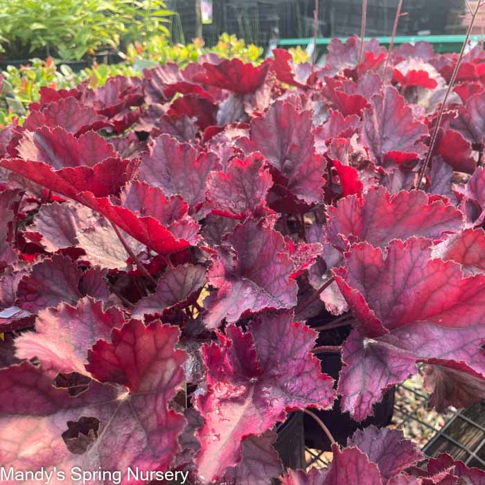 Northern Exposure Purple Coral Bells|  Heuchera