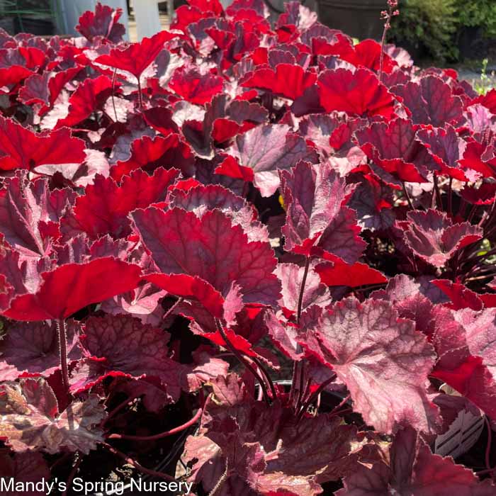 Northern Exposure Purple Coral Bells|  Heuchera