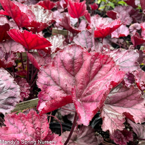 Northern Exposure Purple Coral Bells|  Heuchera