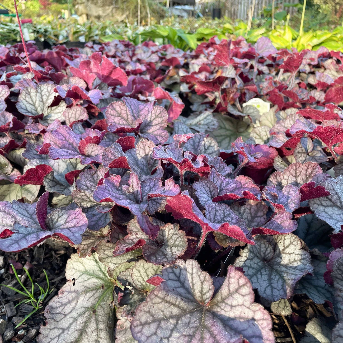 Northern Exposure Silver Coral Bells | Heuchera