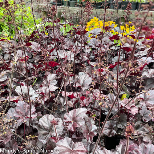 Obsidian Coral Bells | Huechera