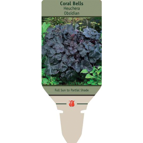 Obsidian Coral Bells | Huechera