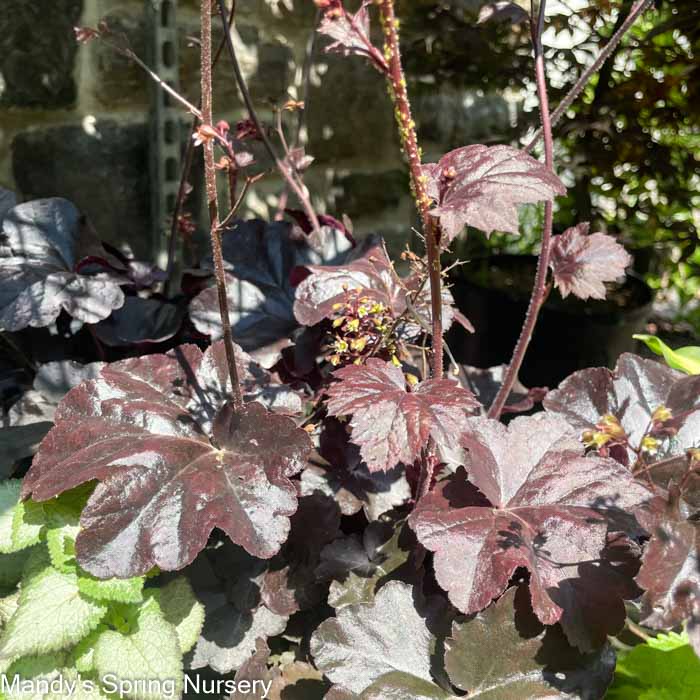 Obsidian Coral Bells | Huechera