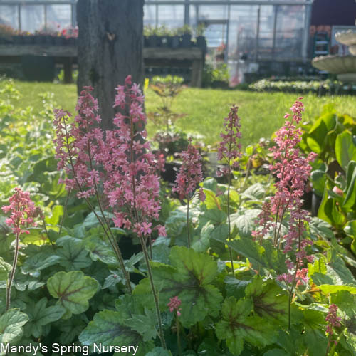 Pink Fizz Foamy Bells | Heucherella