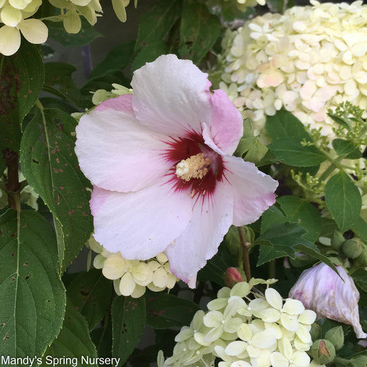 Bali Rose of Sharon | Hibiscus syriacus