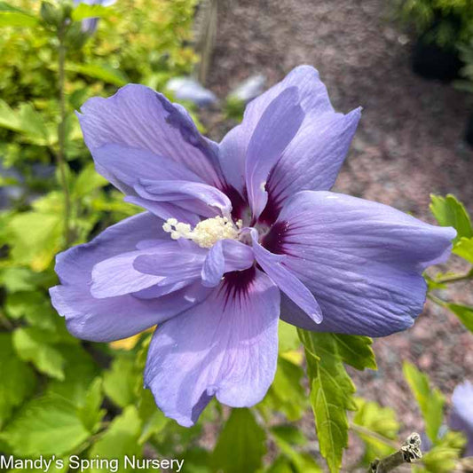 Blue Chiffon Rose of Sharon | Hibiscus syriacus