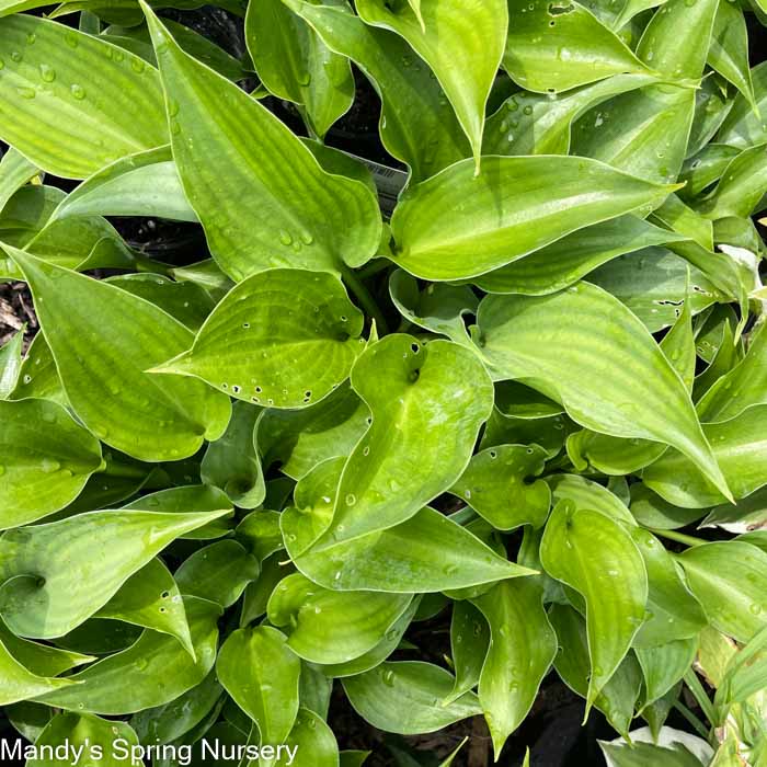 Blue Mountains Hosta | Hosta 'Blue Mountains'