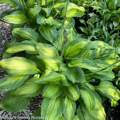 June Hosta | Hosta 'June'