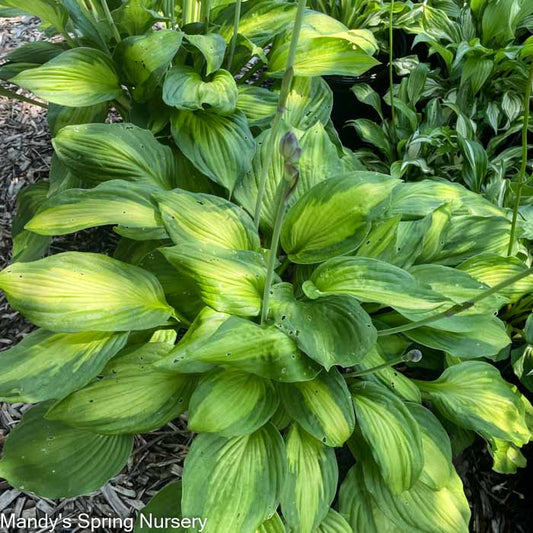 June Hosta | Hosta 'June'