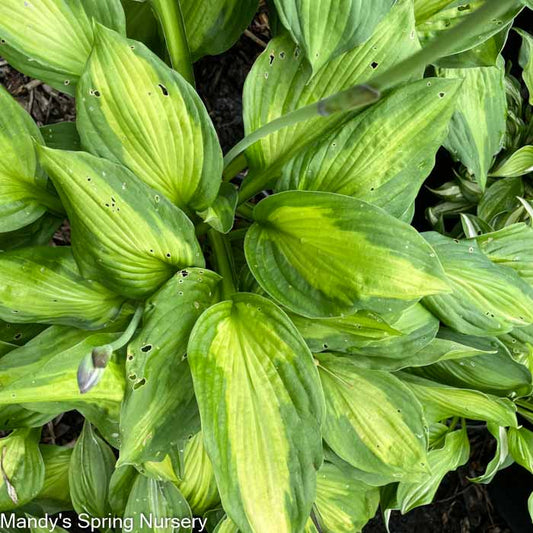 June Hosta | Hosta 'June'