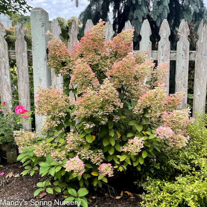 Bobo Hydrangea | Hydrangea paniculata