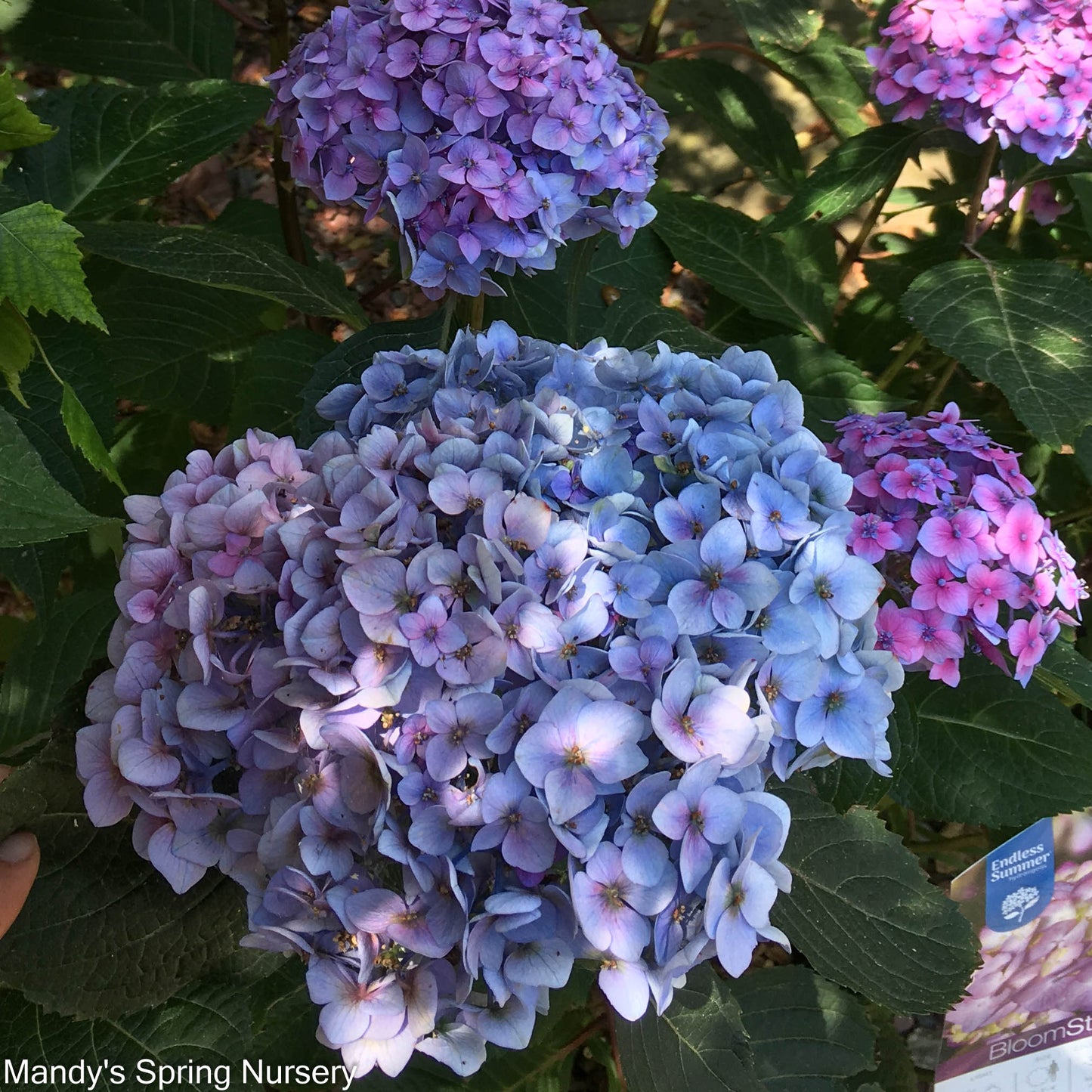 BloomStruck Bigleaf Hydrangea | Hydrangea macrophylla