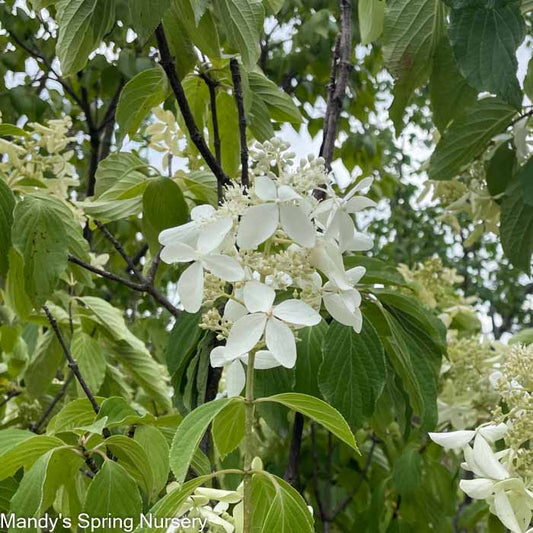 Great Star Hydrangea Tree | Hydrangea paniculata 'Le Vasterival'