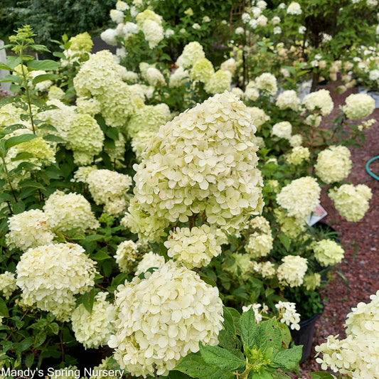 Limelight Hydrangea Tree | Hydrangea paniculata 'Limelight'