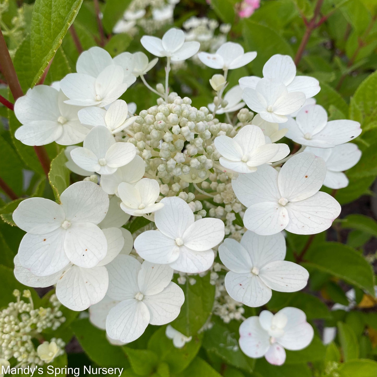 Little Quick Fire Hydrangea | Hydrangea paniculata