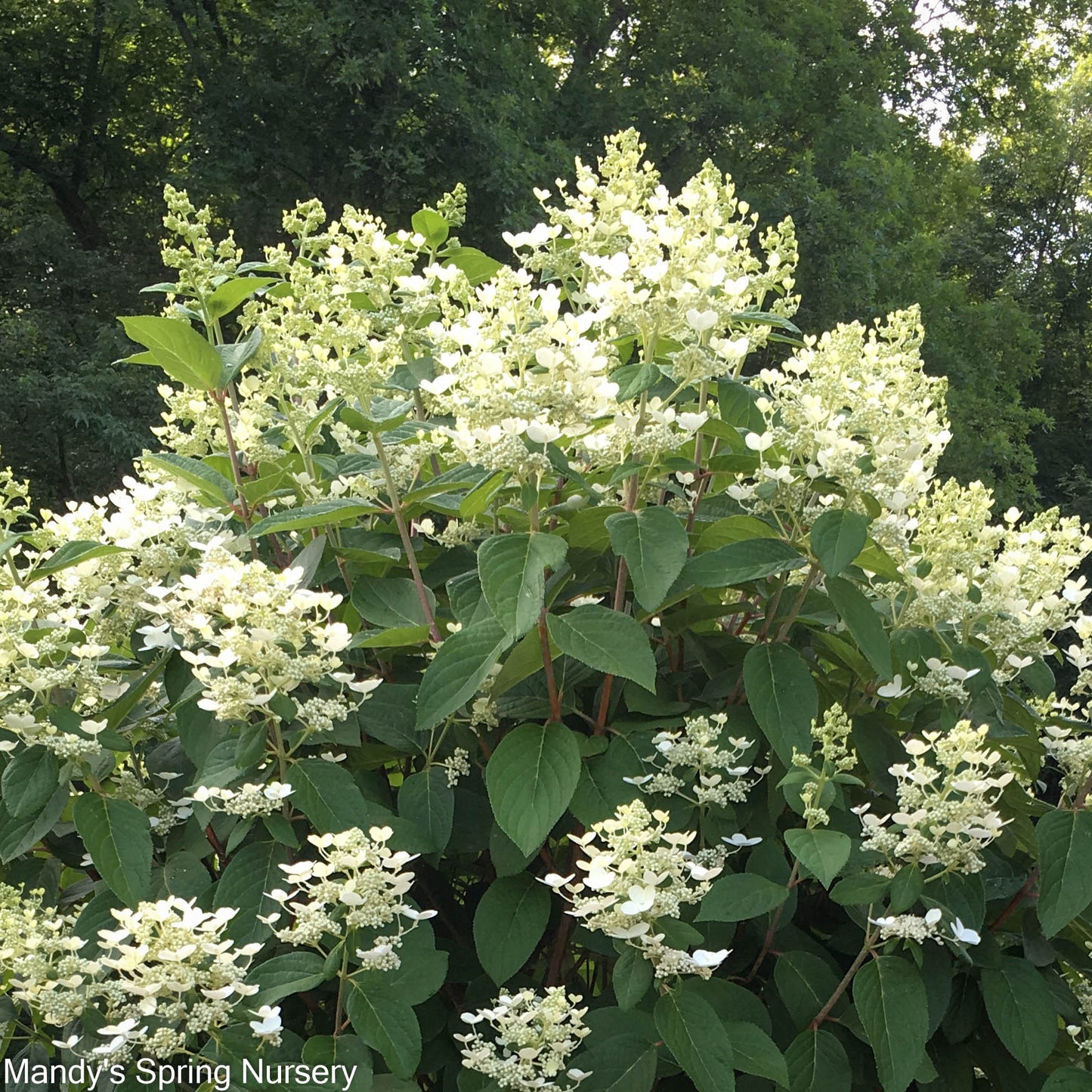 Quick Fire® Hydrangea (Proven Winenrs | Hydrangea paniculata