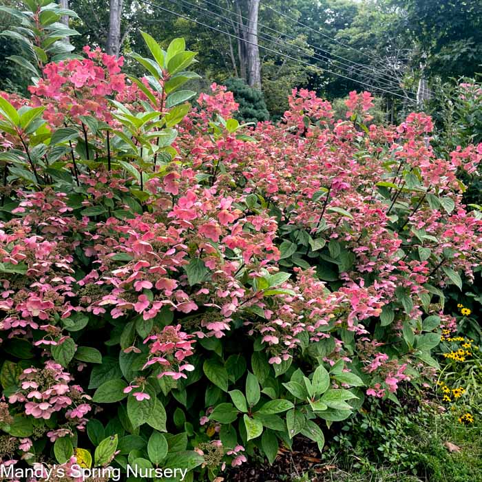 Quick Fire® Hydrangea (Proven Winenrs | Hydrangea paniculata