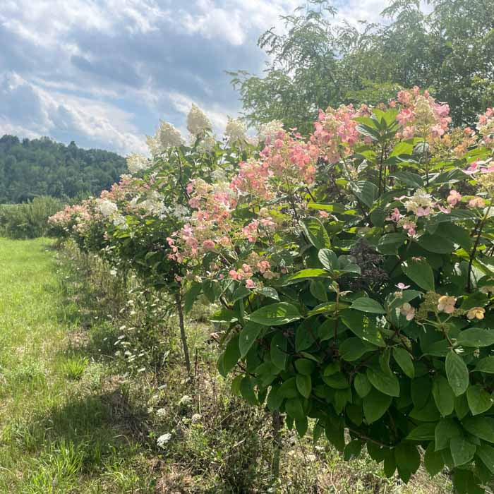 Quick Fire Hydrangea Tree | Hydrangea paniculata 'Bulk'