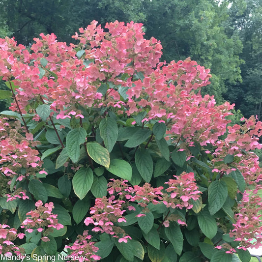 Quick Fire® Hydrangea (Proven Winenrs | Hydrangea paniculata