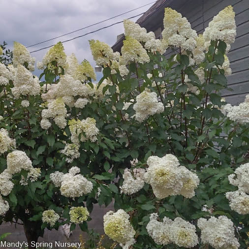 Vanilla Strawberry Hydrangea | Hydrangea paniculata