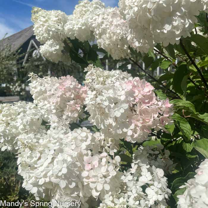 Vanilla Strawberry Hydrangea | Hydrangea paniculata