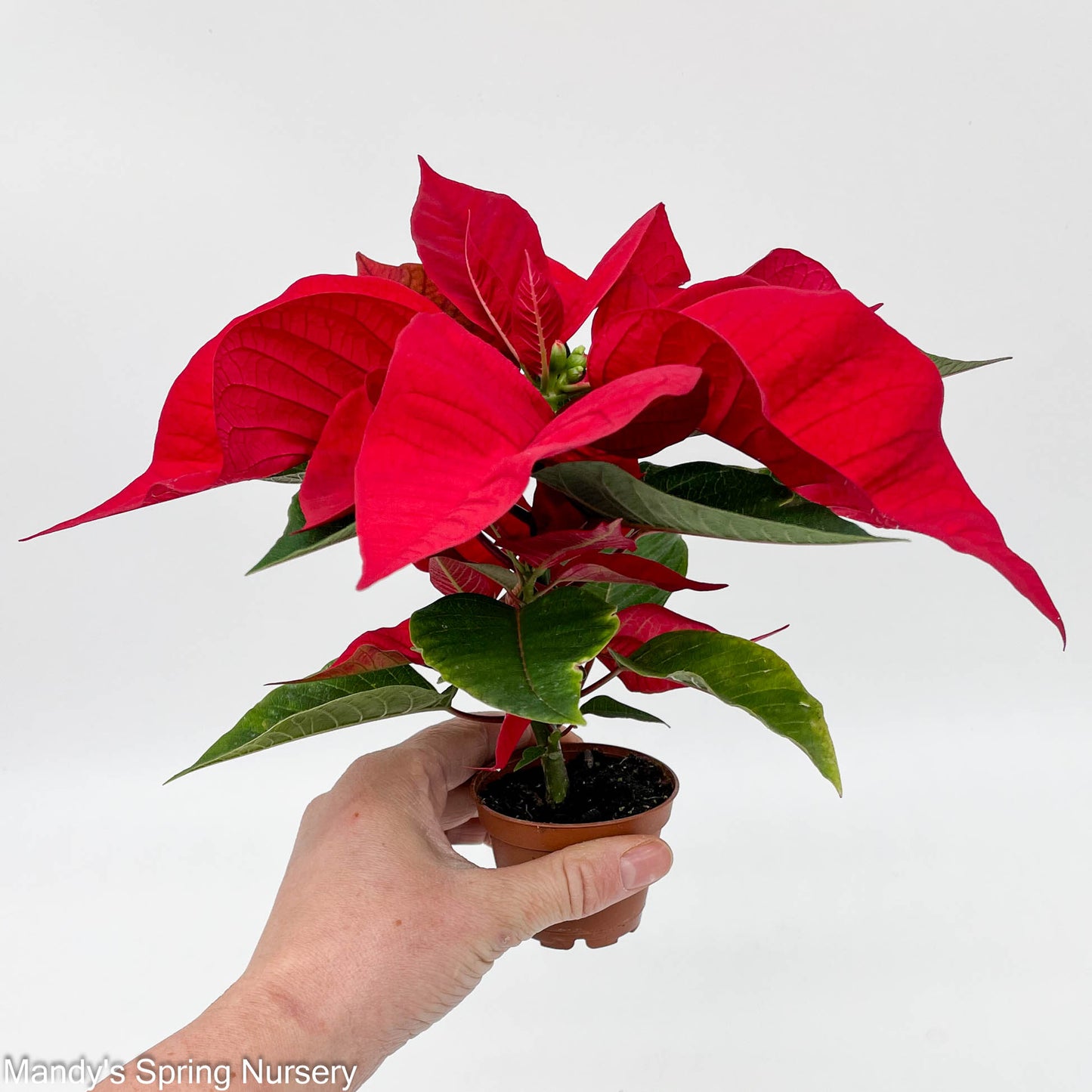 Poinsettia - Live Plant