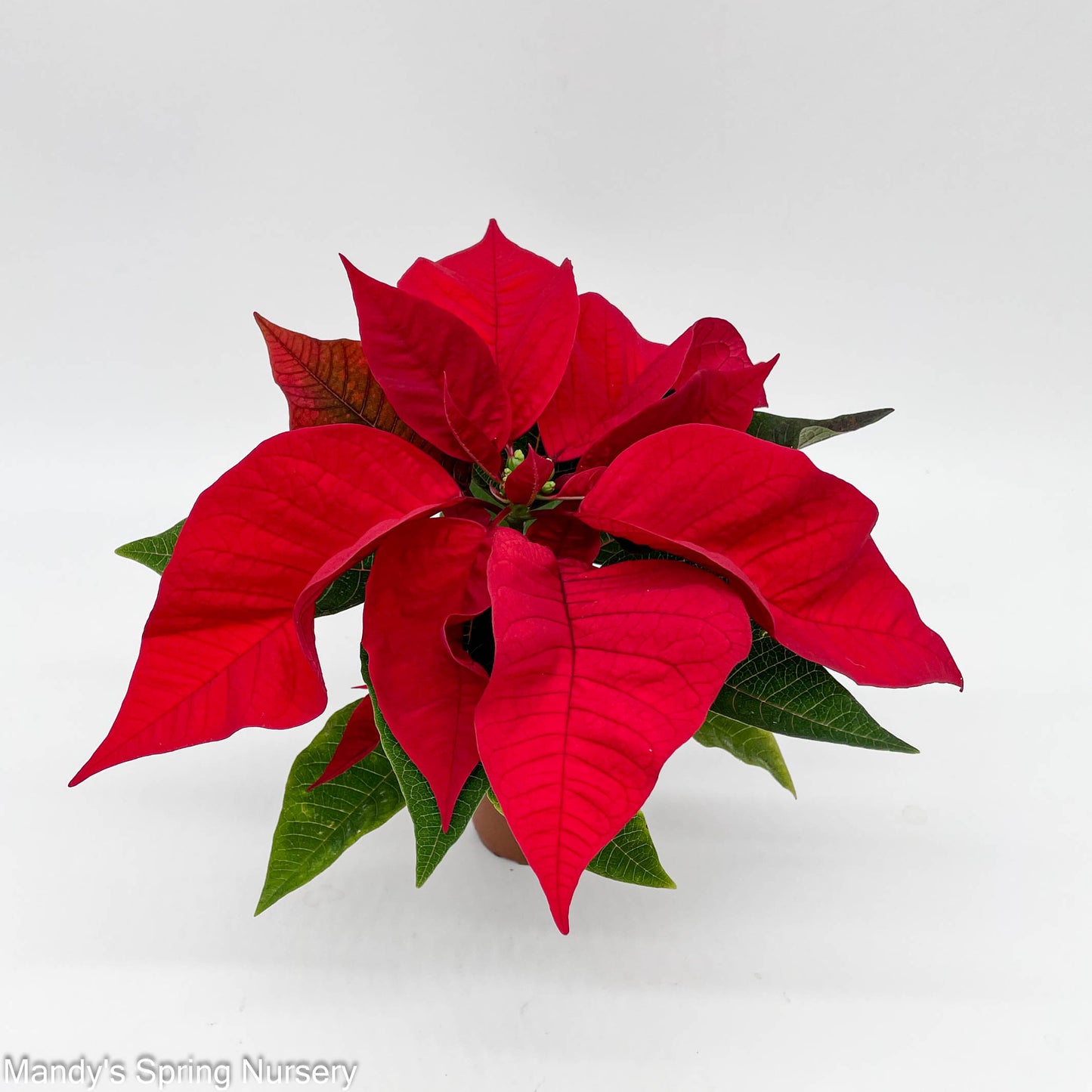 Poinsettia - Live Plant