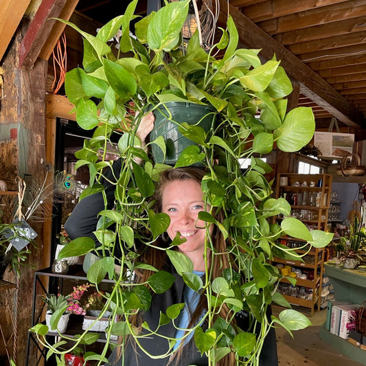 Golden Pothos | Epipremnum aureum