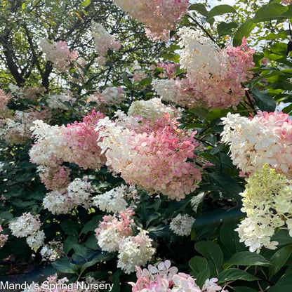 Vanilla Strawberry Hydrangea Tree | Hydrangea paniculata 'Renhy'