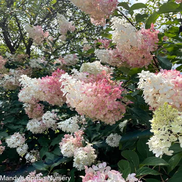 Vanilla Strawberry Hydrangea | Hydrangea paniculata