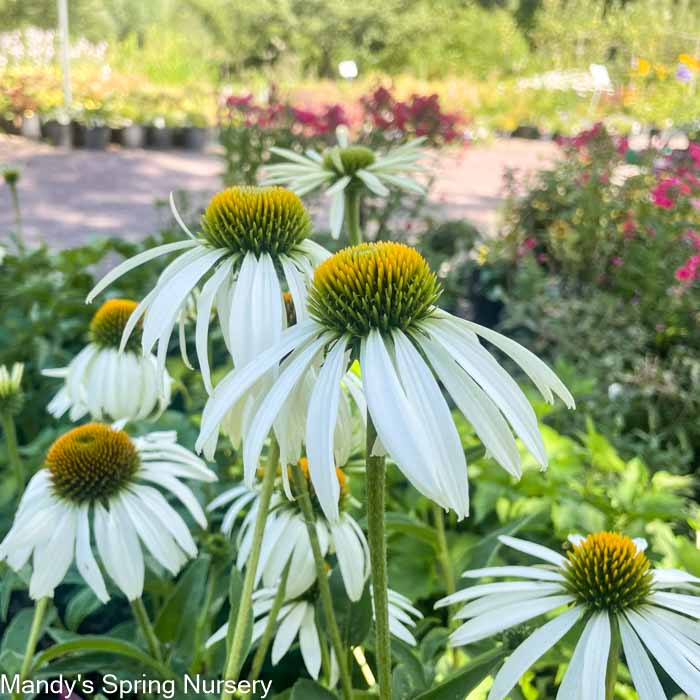 'White Swan' Coneflower | Echinacea