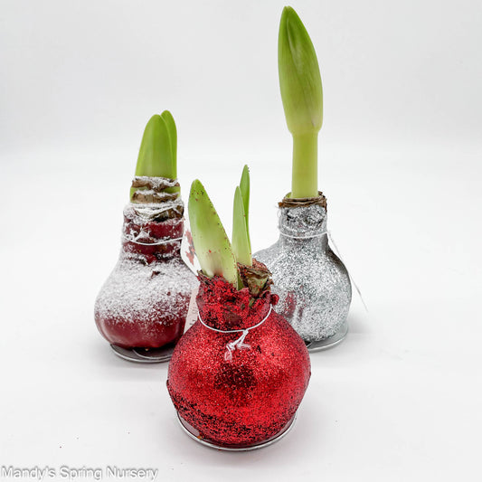 Wax Amaryllis (Hippeastrum) Bulbs