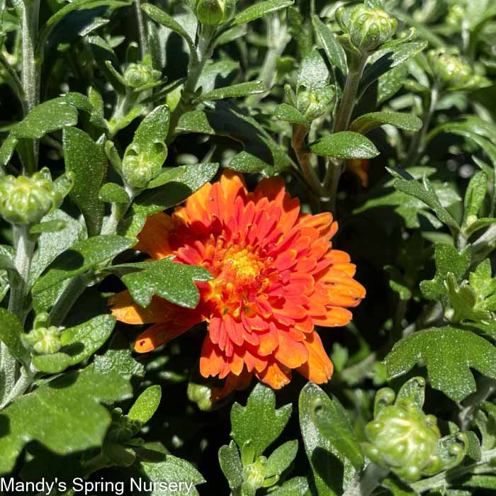 Fall Hanging Basket-Mums