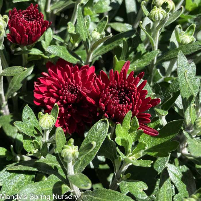 Fall Mums & Kale Assorted