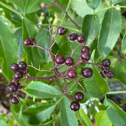 Adams Elderberry | Sambucus canadensis