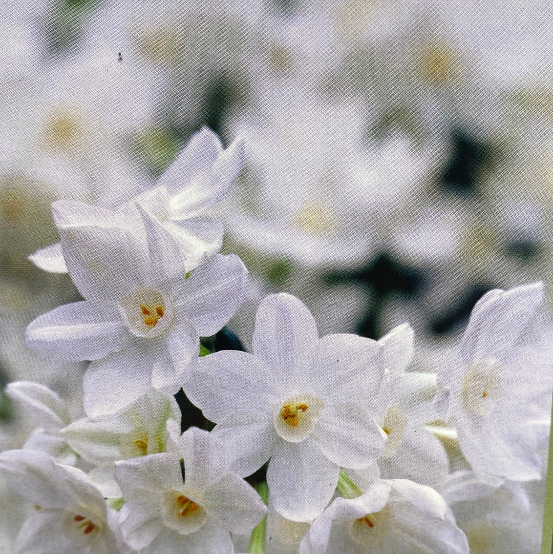 Paperwhites and Hyacinths in Glass Vase