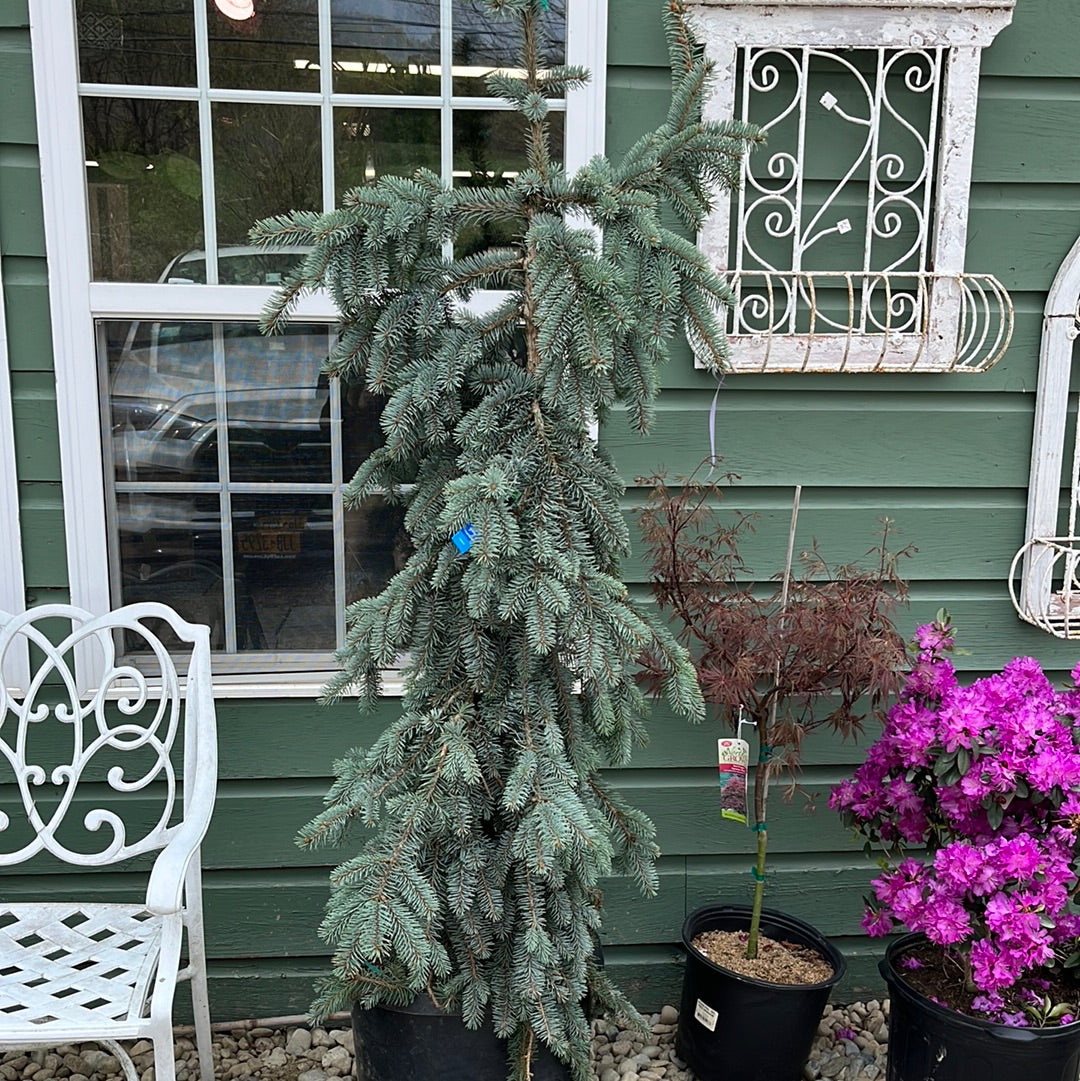 Weeping Blue Spruce | Picea pungens 'Pendula'