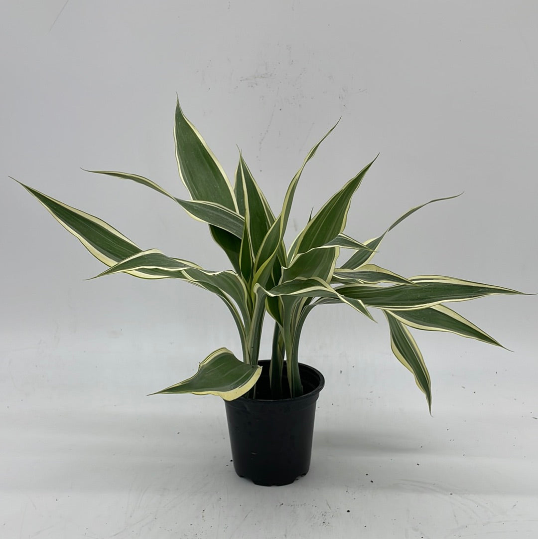 Lucky Bamboo | Dracaena Sanderiana