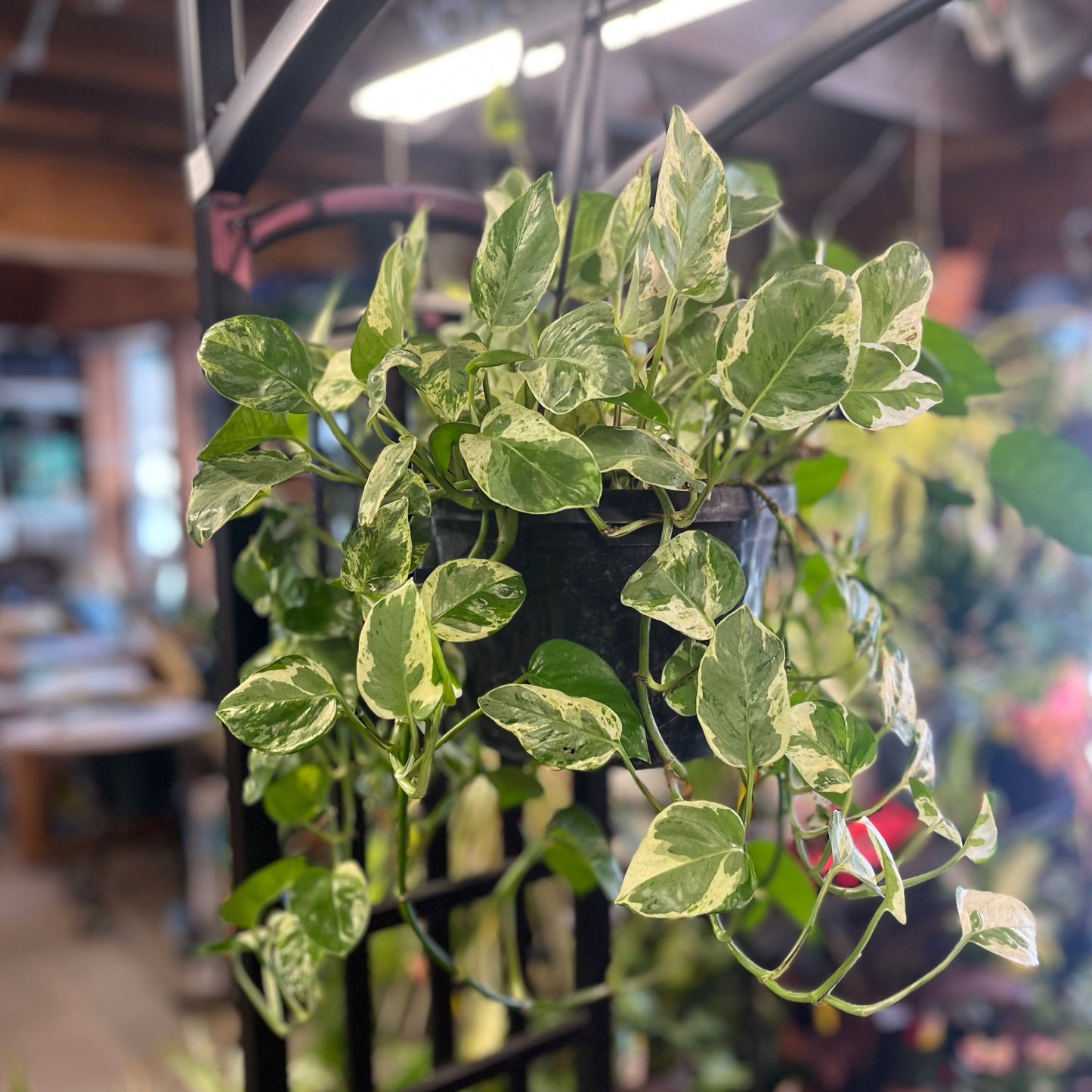 Pearl & Jade Pothos