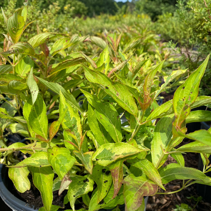 My Monet Sunset Weigela | Weigela florida