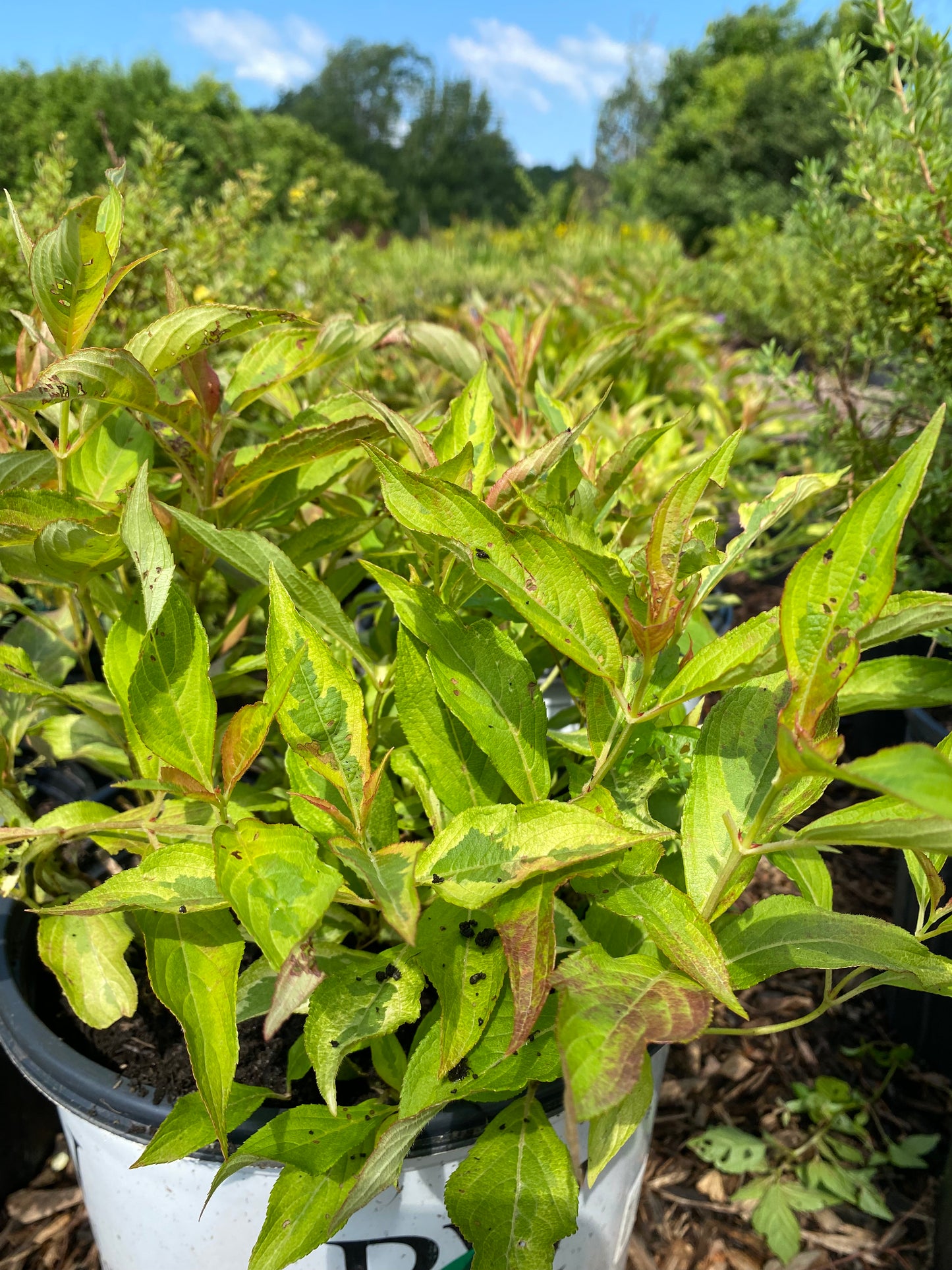 My Monet Sunset Weigela | Weigela florida