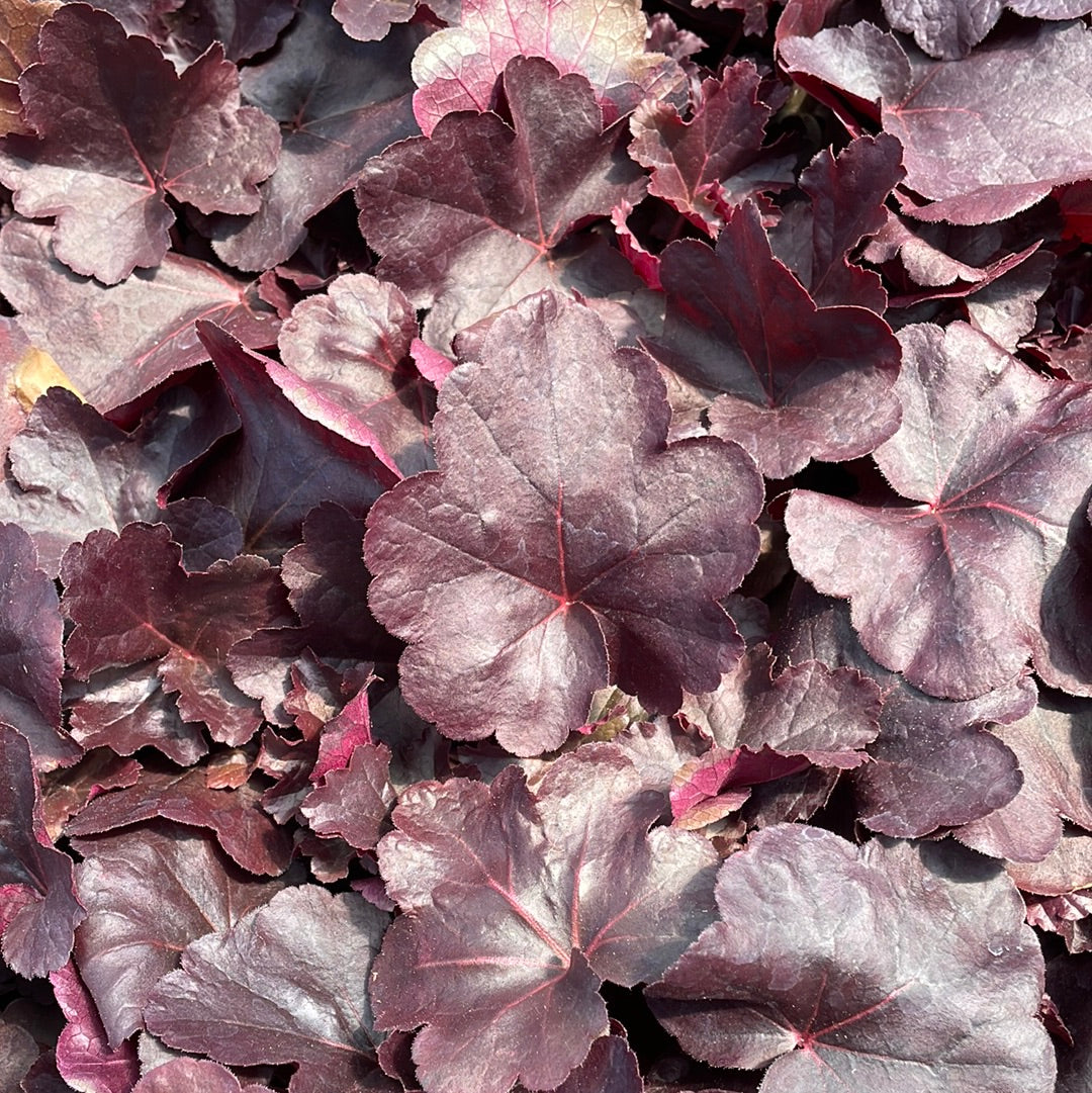 Obsidian Coral Bells | Huechera