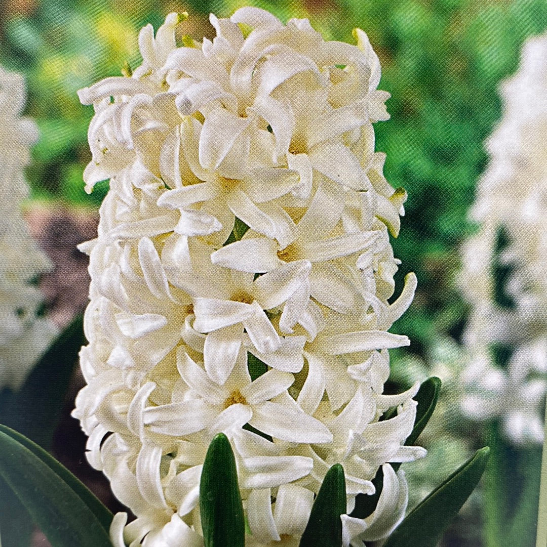 Paperwhites and Hyacinths in Glass Vase