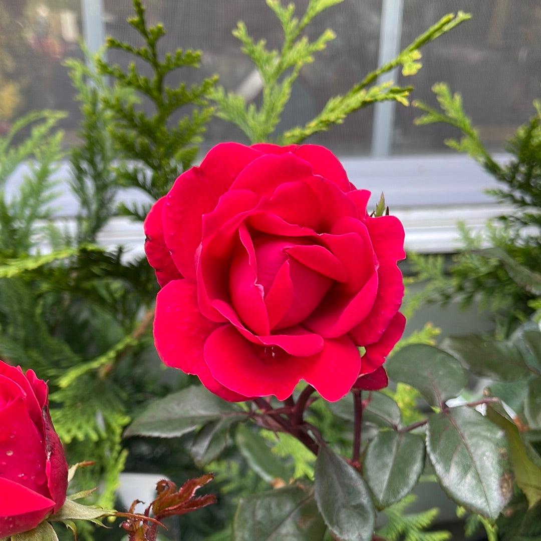 Red Double Knock Out Rose Tree-Form | Rosa