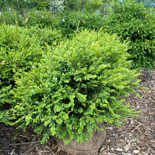 Green Velvet Boxwood | Buxus